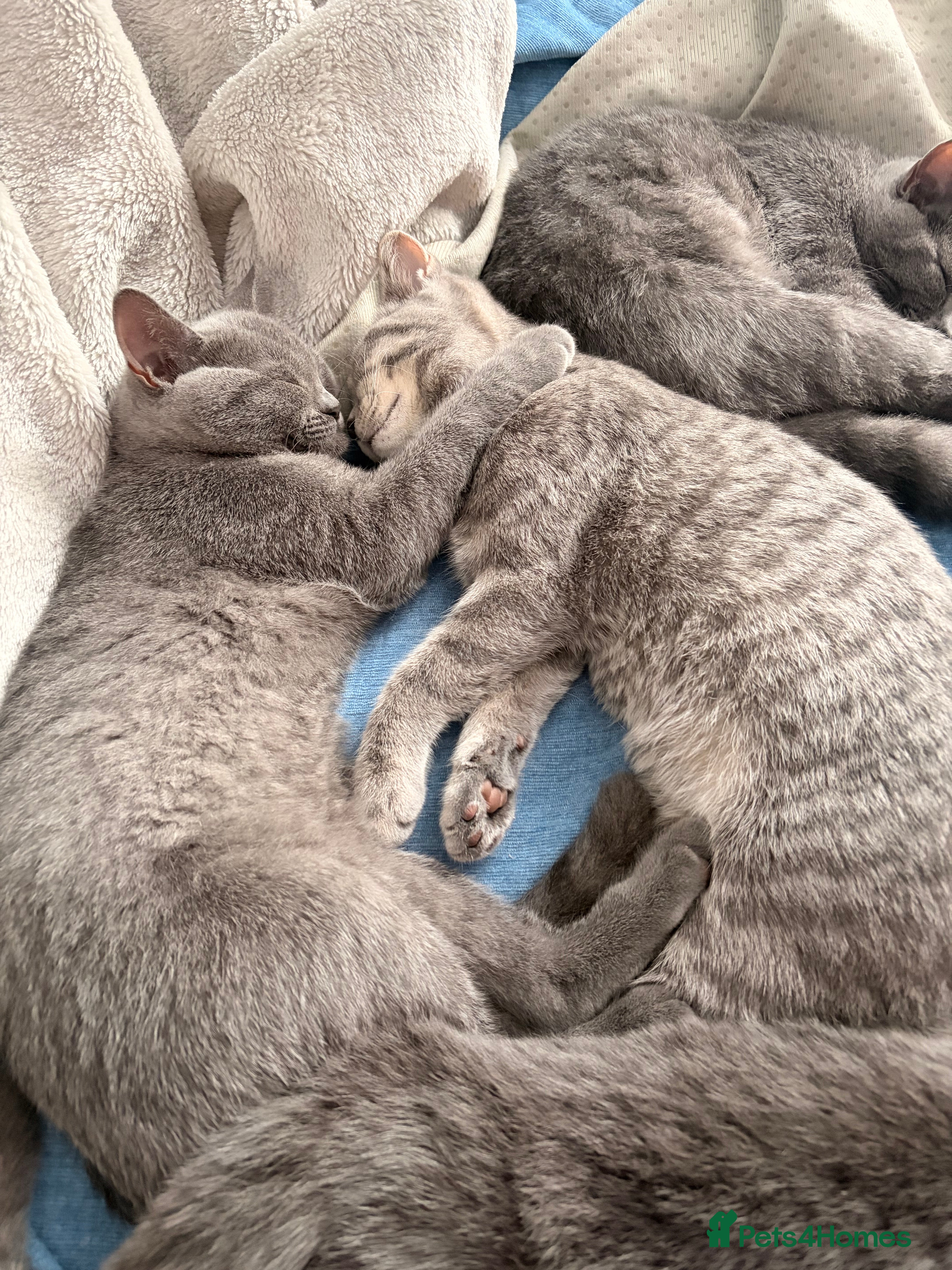British Shorthair cats Gorgeous British Shorthair kittens ready to leave. - Advert 2