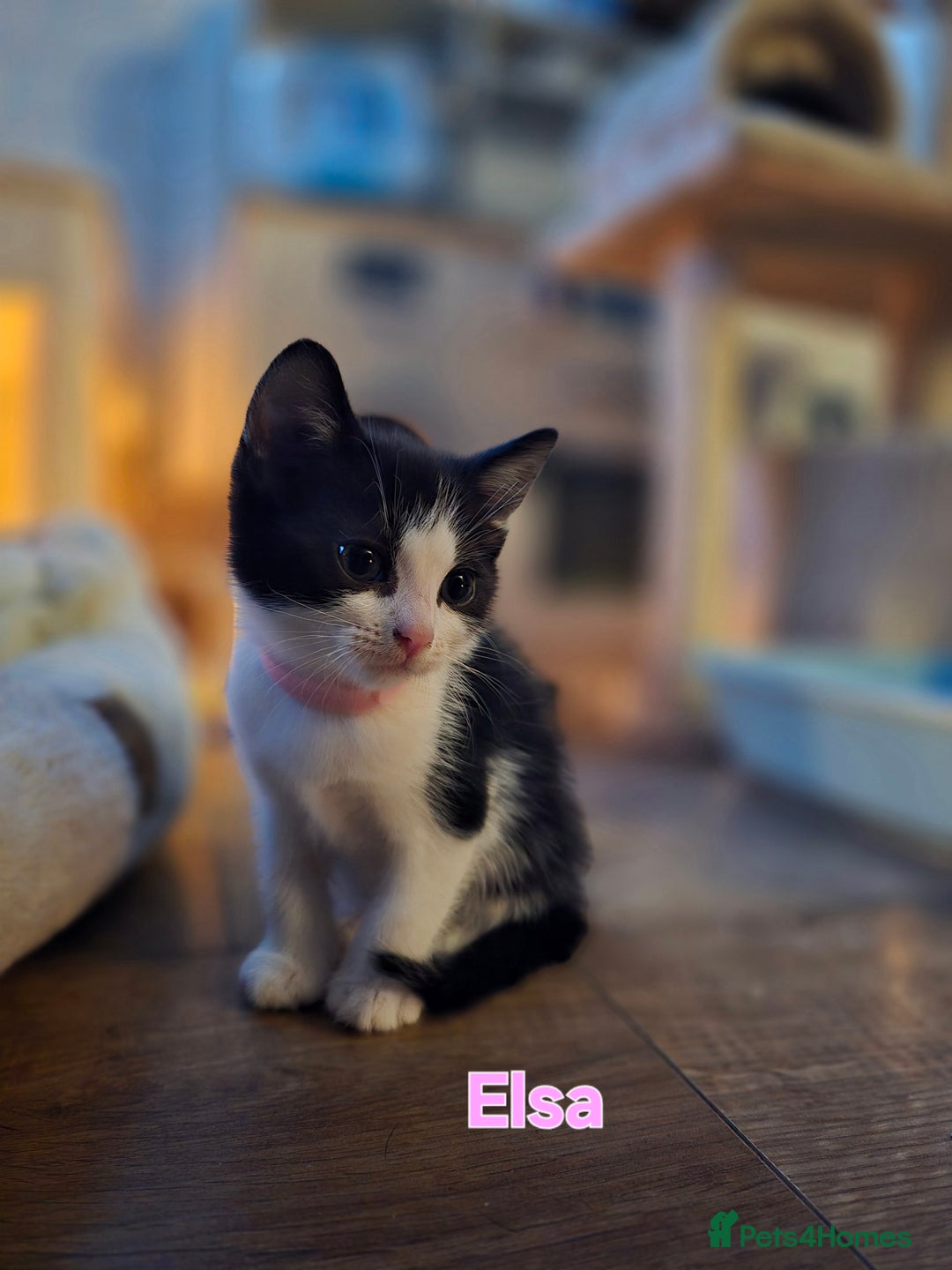 Mixed Breed cats for sale: Adorable black and white kittens - Image 16