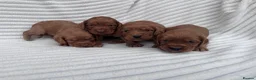 Cocker Spaniel dogs for sale: Litter of 8 Red cocker spaniel puppies - Advert 4