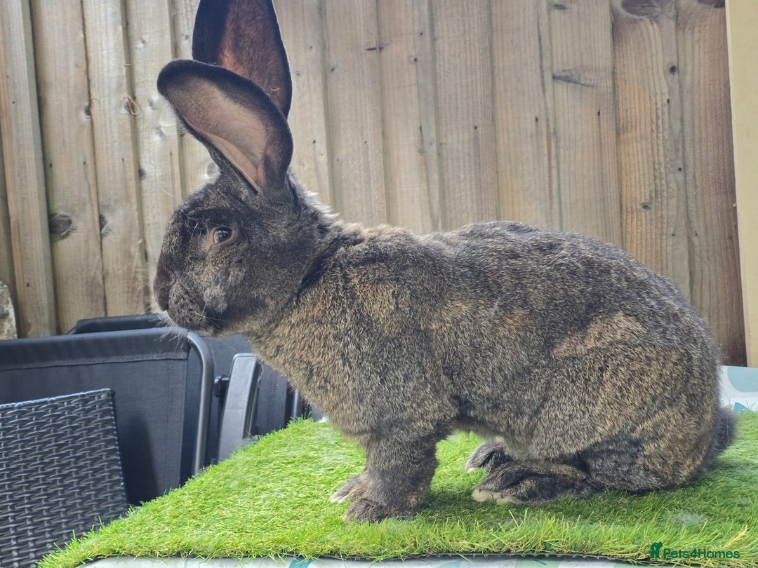 Continental Giant rabbits for sale: Continental giants  - Image 4