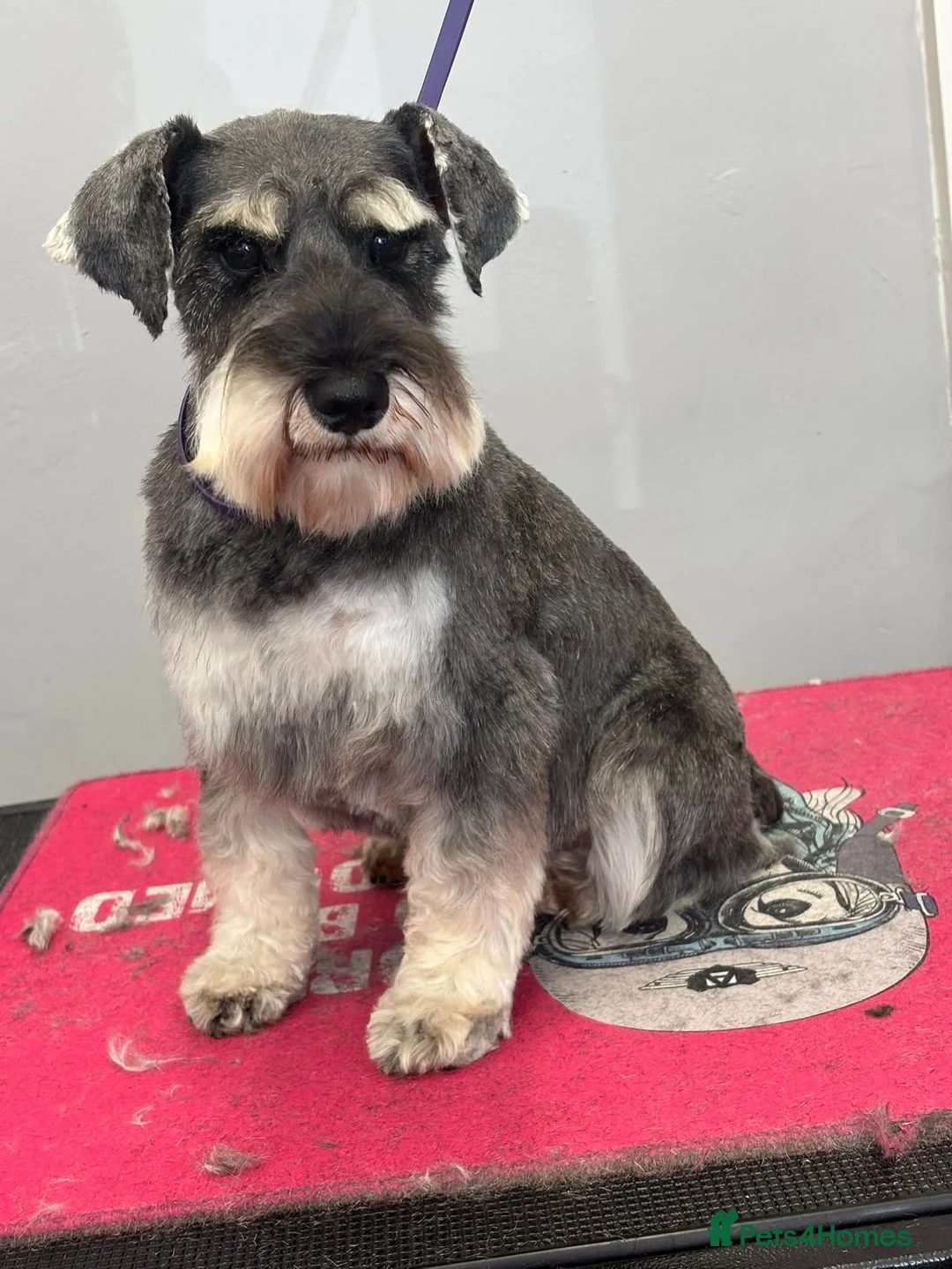 Miniature Schnauzer dogs for sale: KC Registered Miniature Schnauzer Puppies - Advert 5