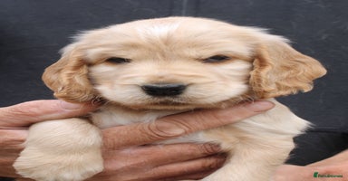 Cocker Spaniel dogs - Advert 3