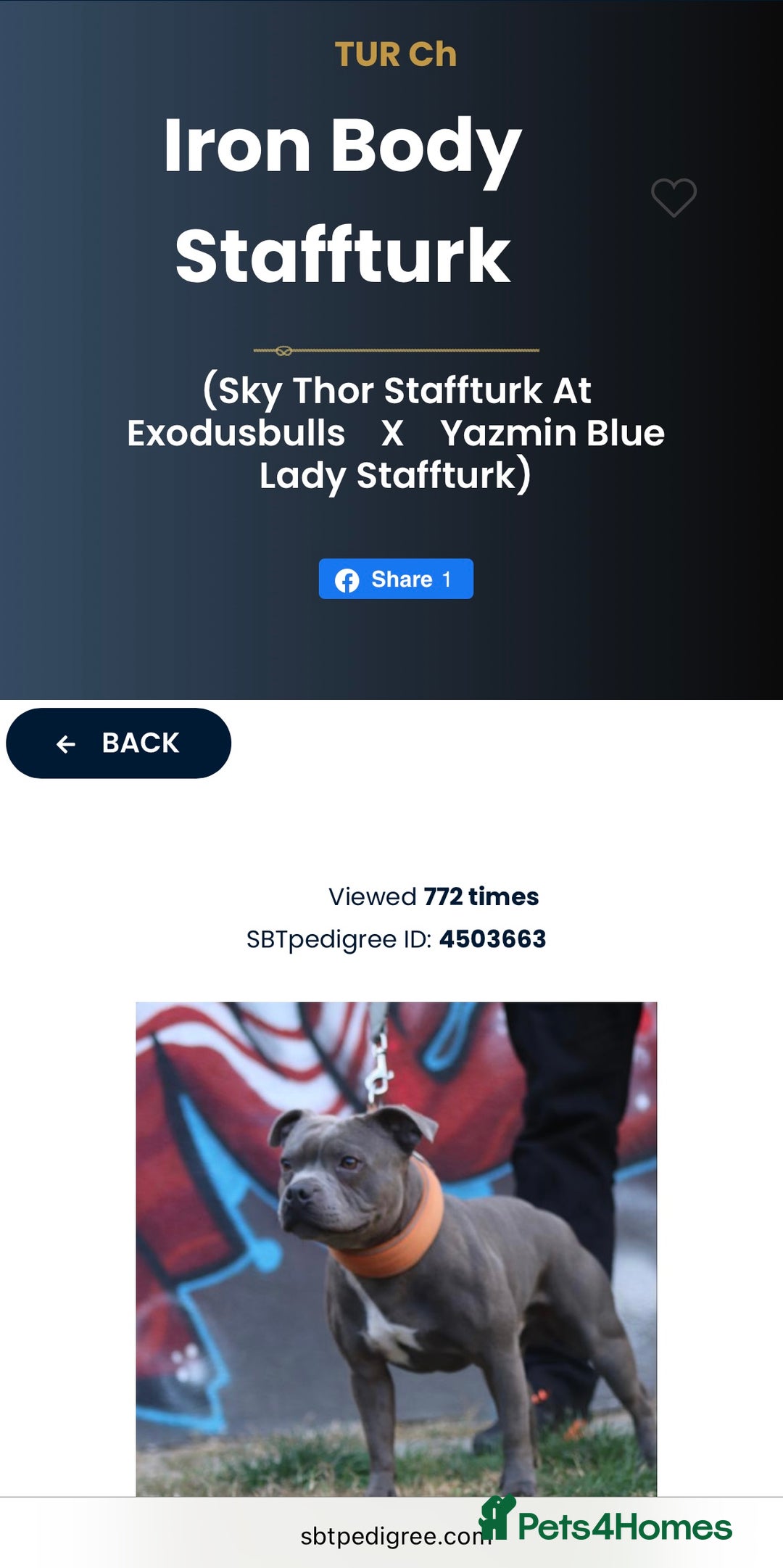 Staffordshire Bull Terrier dogs for stud: TRUSTED 5⭐️Licensed & Registered. GRAND CHAMPION🏆 in Wisbech - Image 4