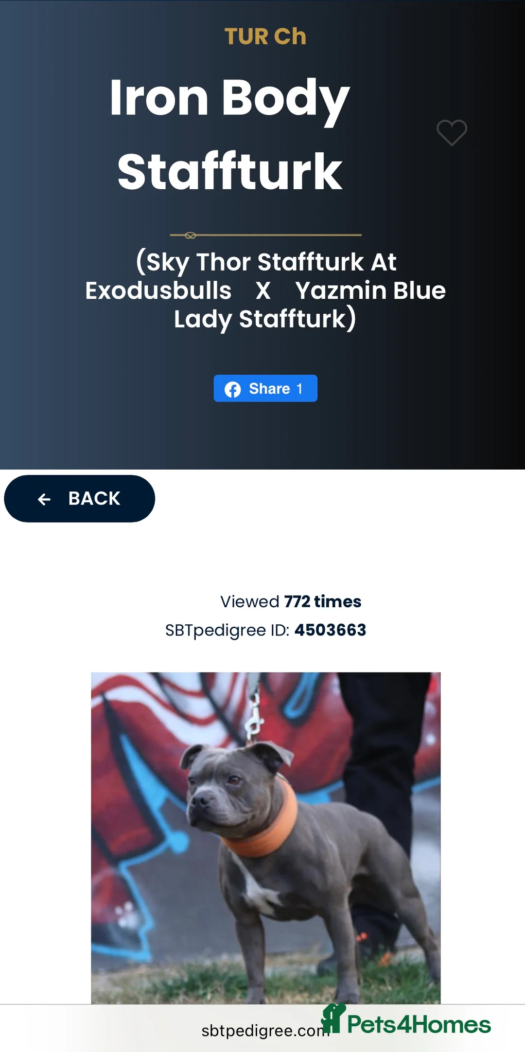 Staffordshire Bull Terrier dogs for stud: TRUSTED 5⭐️Licensed & Registered. GRAND CHAMPION🏆 in Wisbech - Advert 4