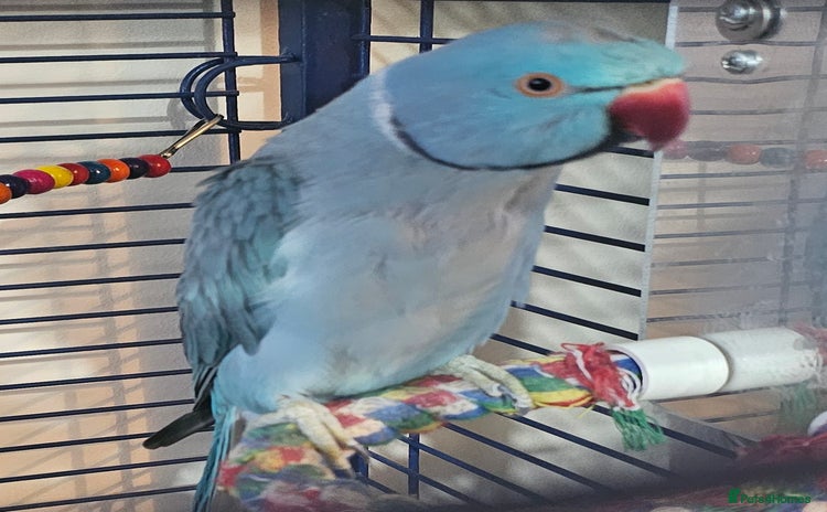 Ringnecks birds - Advert 2