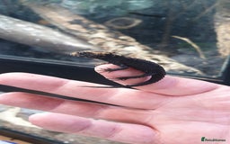 Skink reptiles for sale: CB2025 Red Eyed Crocodile Skinks - Image 4