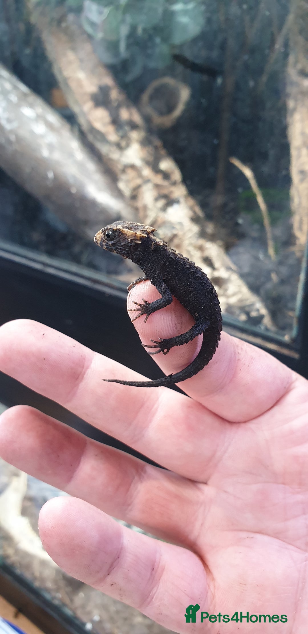 Skink reptiles for sale: CB2025 Red Eyed Crocodile Skinks - Image 4