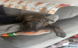 Mixed Breed dogs for sale: Meet Bruno  - Advert 2