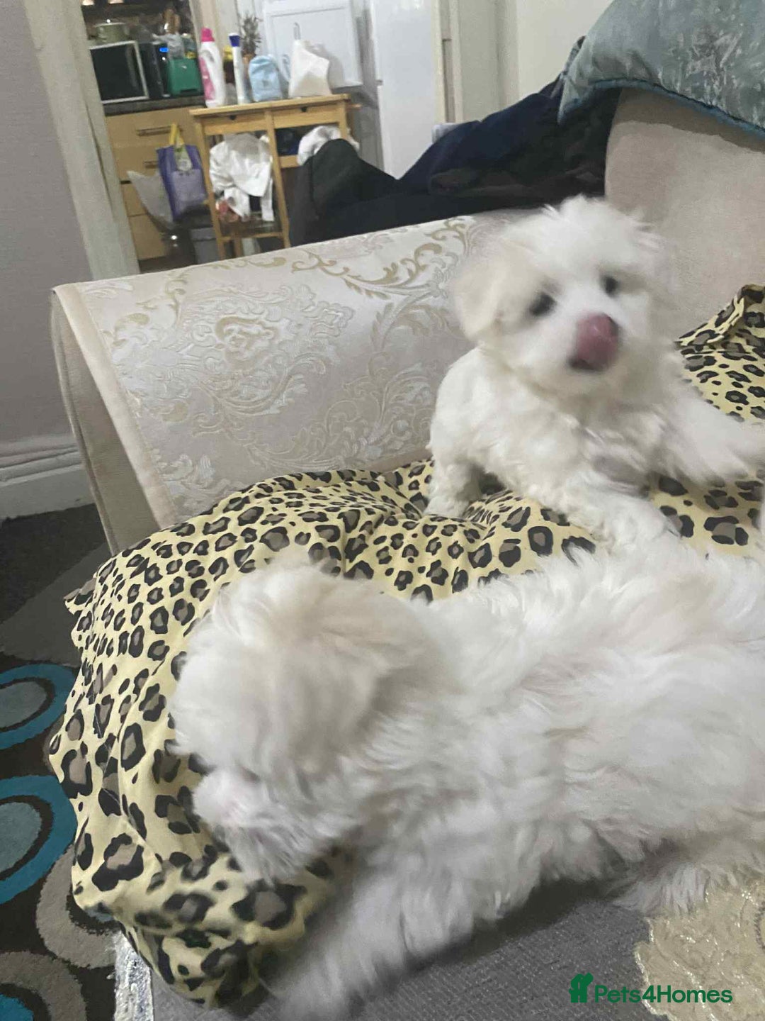 Maltese dogs for sale: Bichon Maltese  - Advert 4