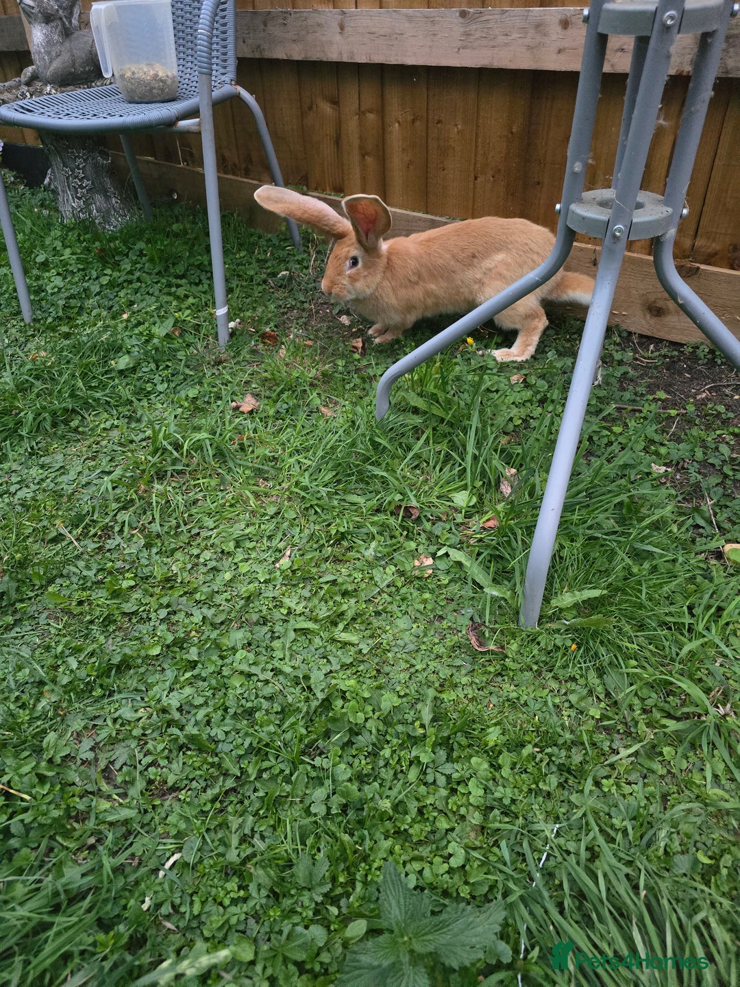 Continental Giant rabbits for sale: Giant Flemish Buck - Image 3