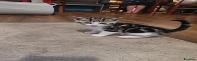 Mixed Breed Kitten 3