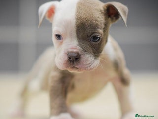 Olde English Bulldogge dogs 5⭐️COUNCIL APPROVED,LICENSED, 23 YEARS EXPERIENCE. - Advert 5