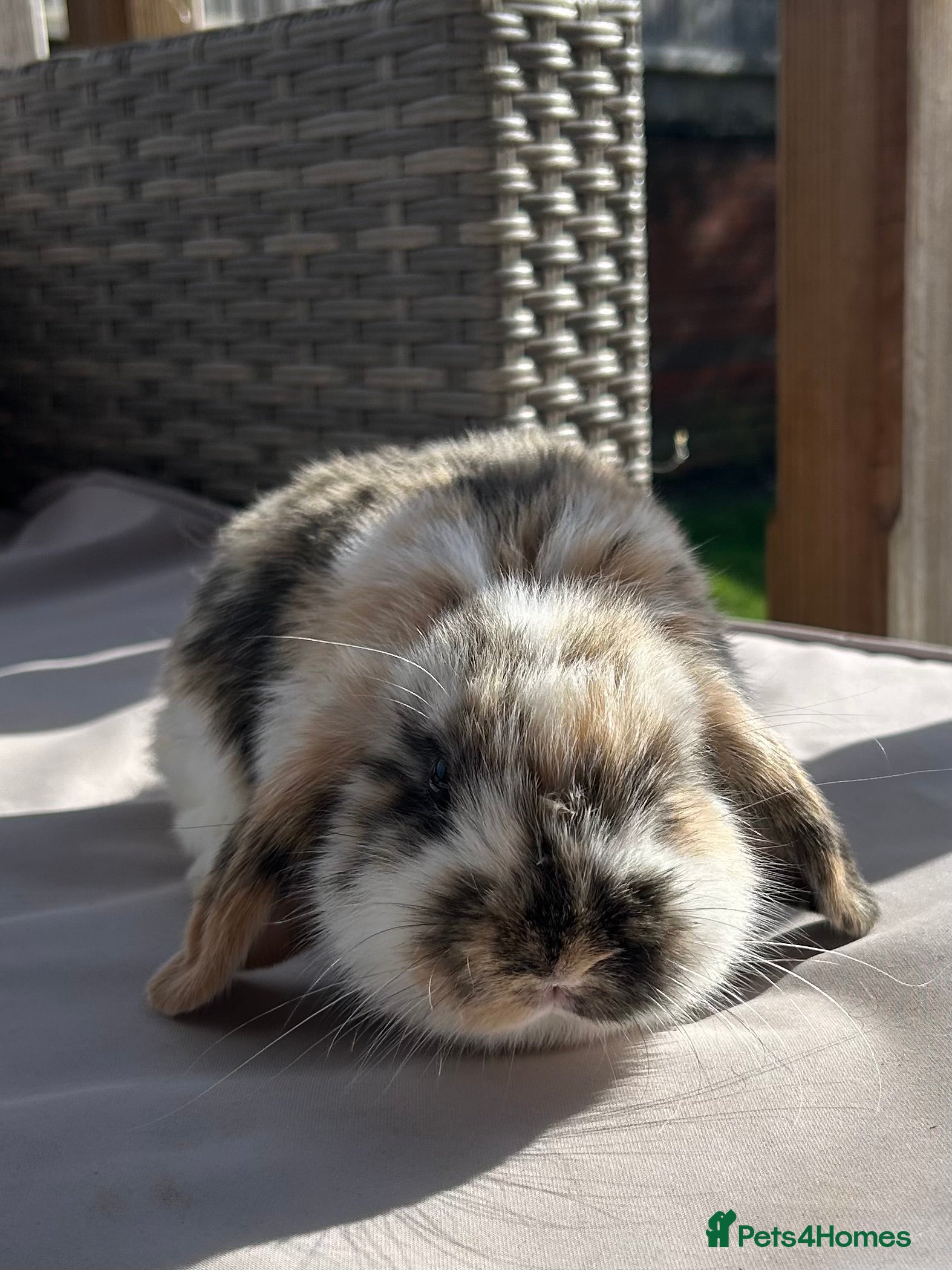 Mini Lop rabbits Beautiful mini lop rabbits  - Advert 1