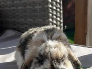 Mini Lop rabbits Beautiful mini lop rabbits - Advert 1