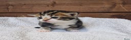 Mixed Breed cats for sale: 3 Gorgeous Kittens - Advert 12