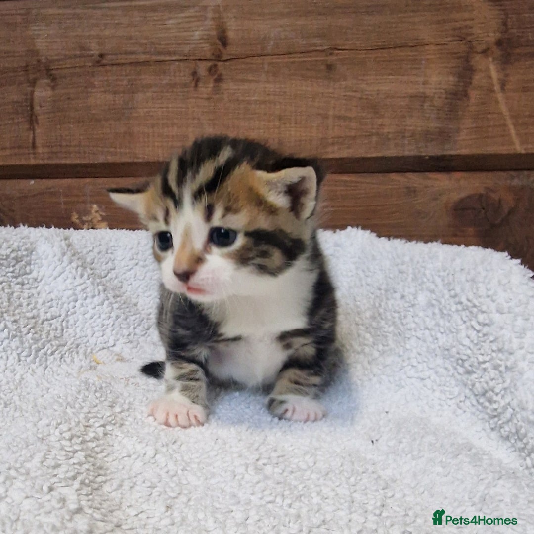 Mixed Breed cats for sale: 3 Gorgeous Kittens - Advert 12