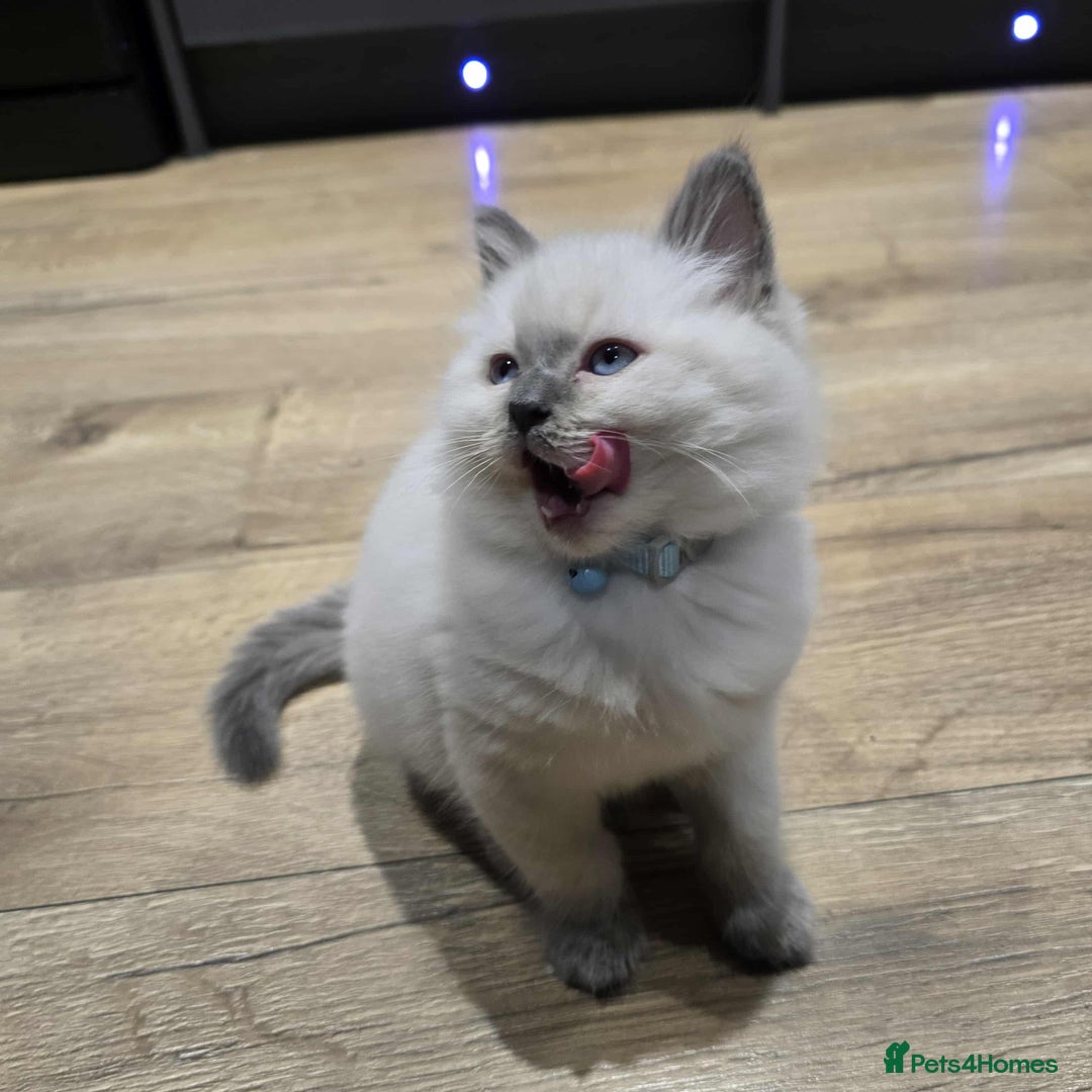 Ragdoll cats for sale: Our Teddy need new home - Advert 5