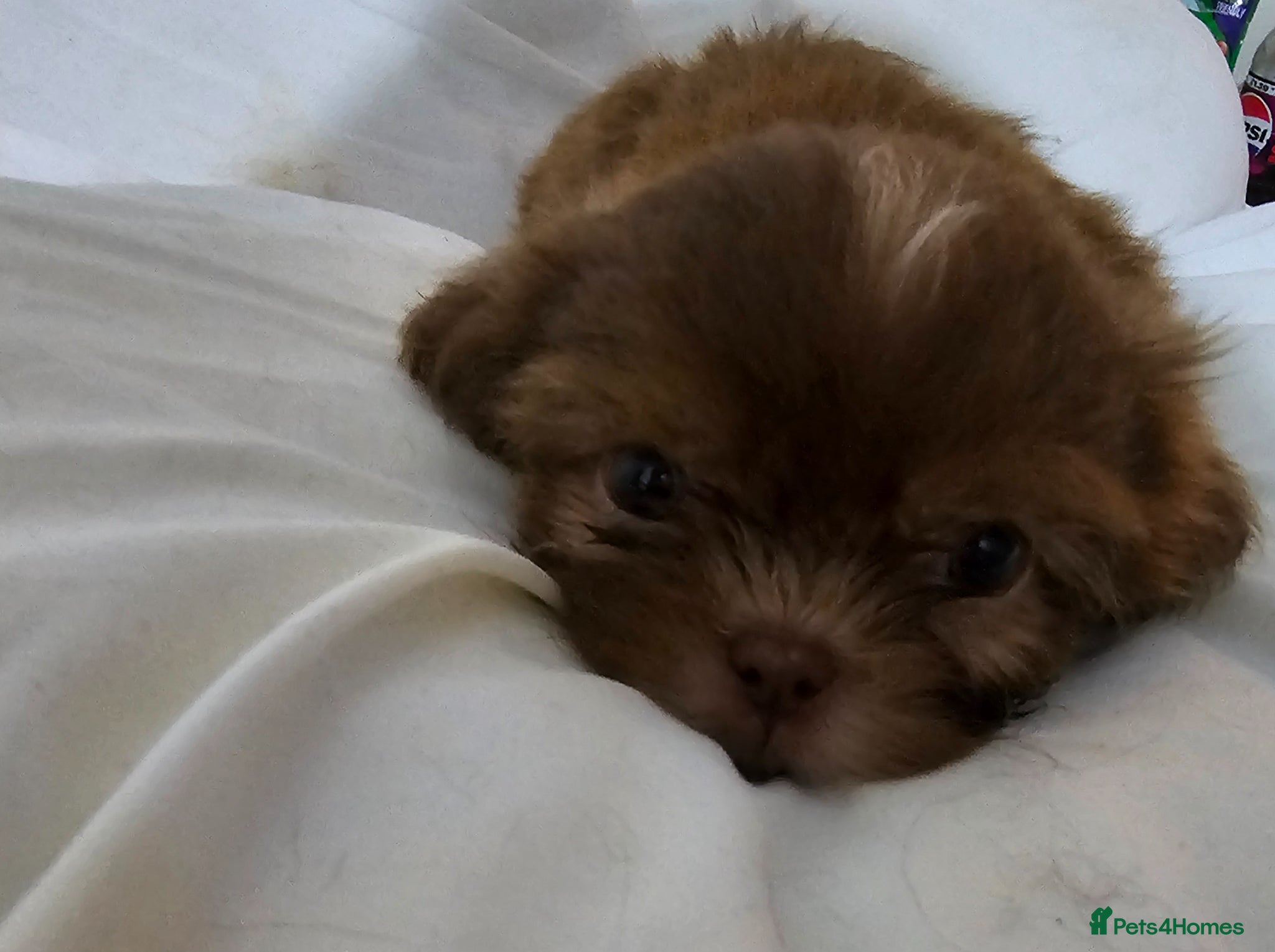 Shih Tzu dogs for sale: Choc Liver Shih Tzu puppies - Advert 8