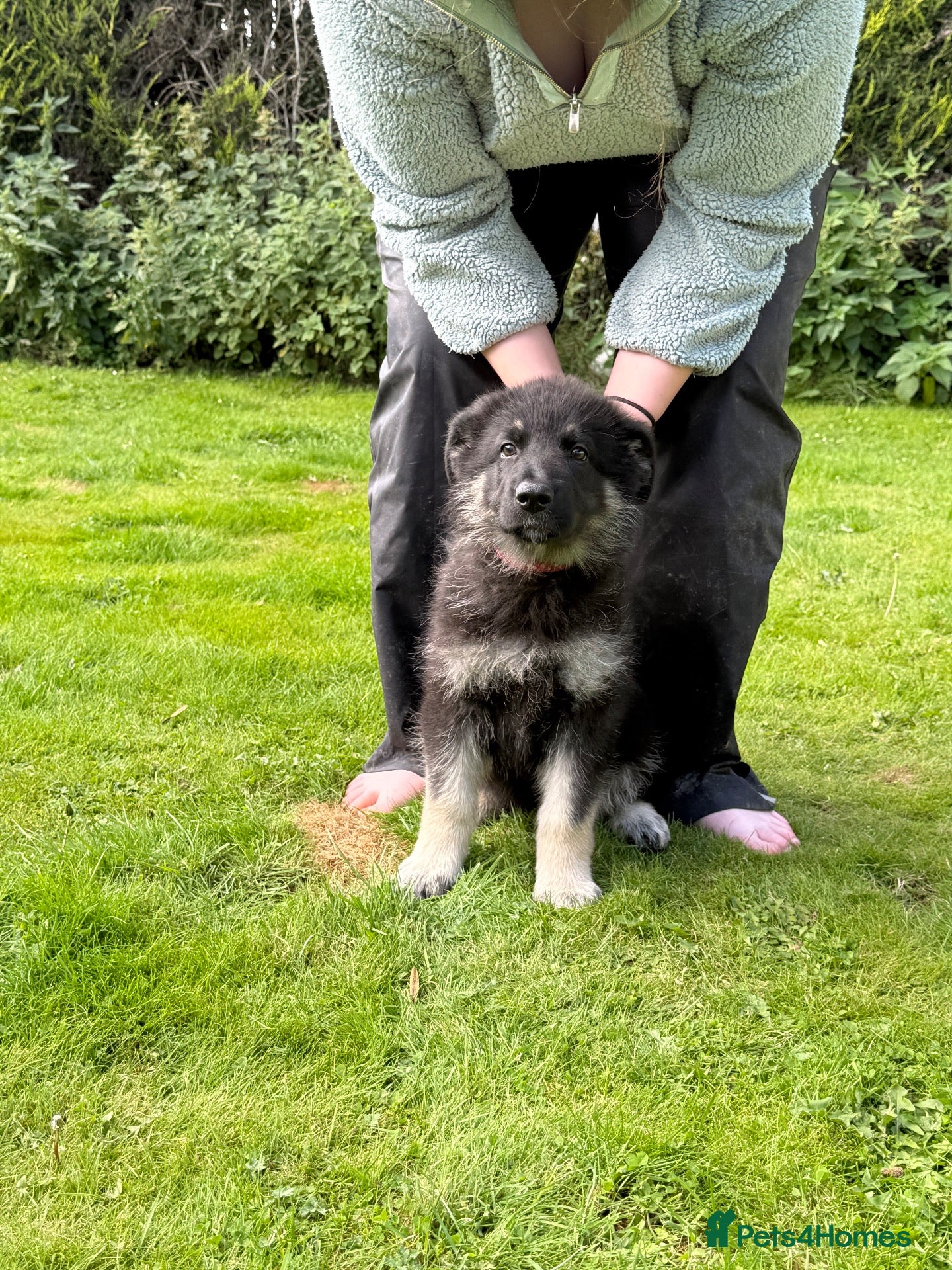 German Shepherd dogs Ready now reduced further  to sell Kcreg GSD pups - Advert 1