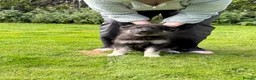 German Shepherd dogs for sale: Ready now reduced further  to sell Kcreg GSD pups - Advert 2