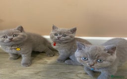 British Shorthair cats for sale: 💎 lilac British Shorthair kittens for reserve ✨ - Image 1