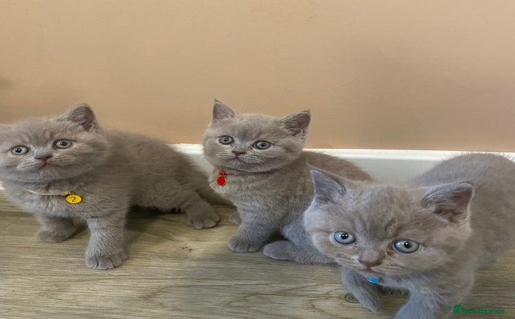 British Shorthair cats - Advert 10