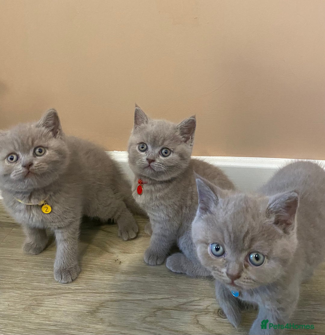 British Shorthair cats for sale: 💎 lilac British Shorthair kittens for reserve ✨ - Image 1