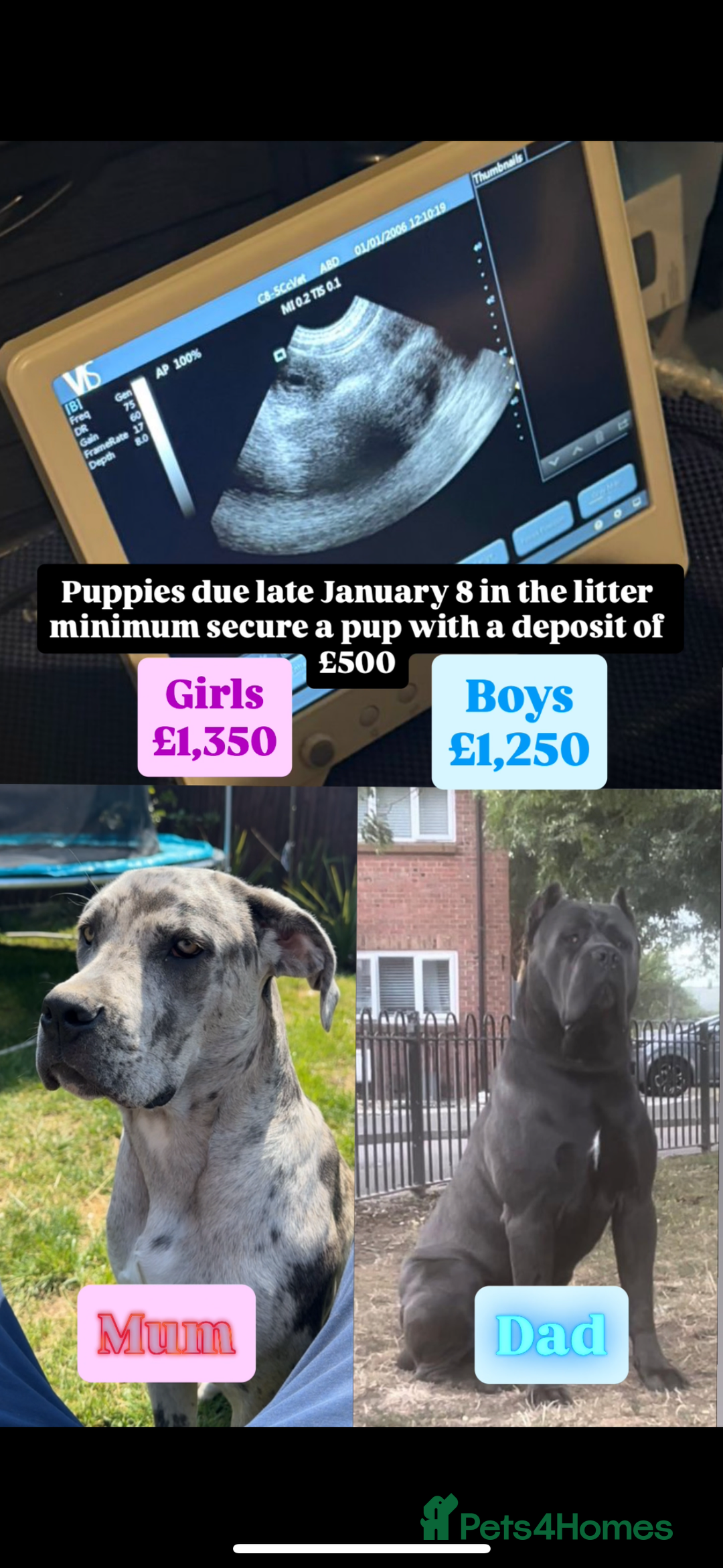 Cane Corso dogs for sale: Merle Champion Cane Corso litter due - Advert 1