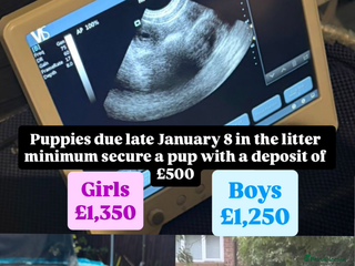 Cane Corso dogs Merle Champion Cane Corso litter due - Advert 1