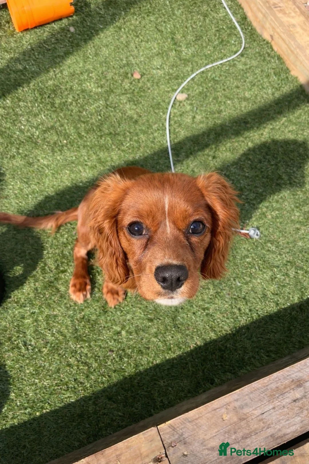 Cavalier King Charles Spaniel dogs for sale: Ruby Cavalier King Charles puppy - Advert 2