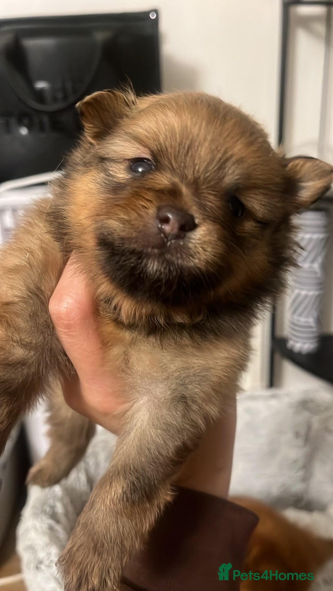 Pomeranian dogs for sale: THREE BEAUTIFUL POMERANIAN PUPPIES⚠️⚠️❗️  - Image 5