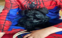 Miniature Schnauzer dogs for stud: Beautiful Black Mini Schnauzer proven stud - Image 6