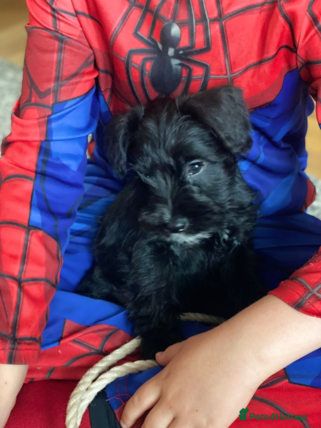 Miniature Schnauzer dogs for stud: Beautiful Black Mini Schnauzer proven stud - Image 6