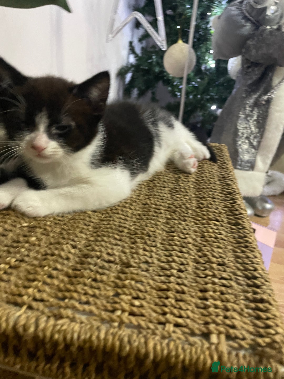 Mixed Breed cats for sale: Kittens Looking for a forever family  - Advert 6