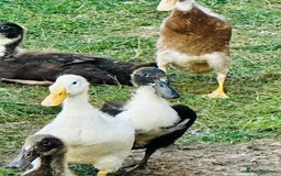 Ducks poultry for sale: Indian Runner Ducks - READY NOW 😊 - Image 2