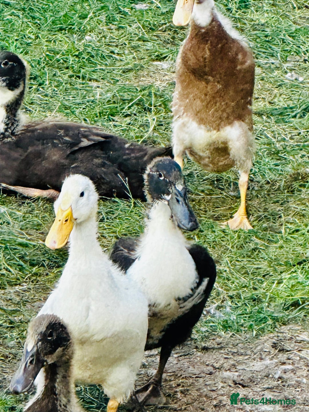 Ducks poultry for sale: Indian Runner Ducks - READY NOW 😊 - Image 2