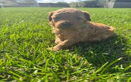 Miniature Poodle dogs for sale: KC registered Miniature Red poodles for Sale - Image 21