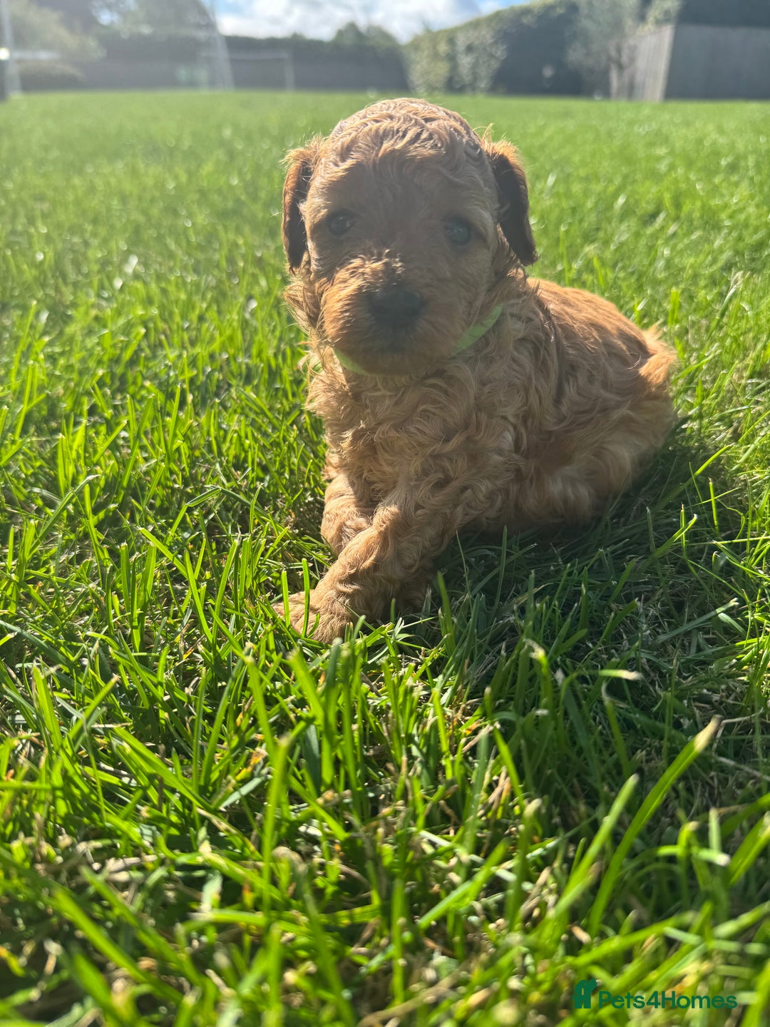 Miniature Poodle dogs for sale: KC registered Miniature Red poodles for Sale - Image 21