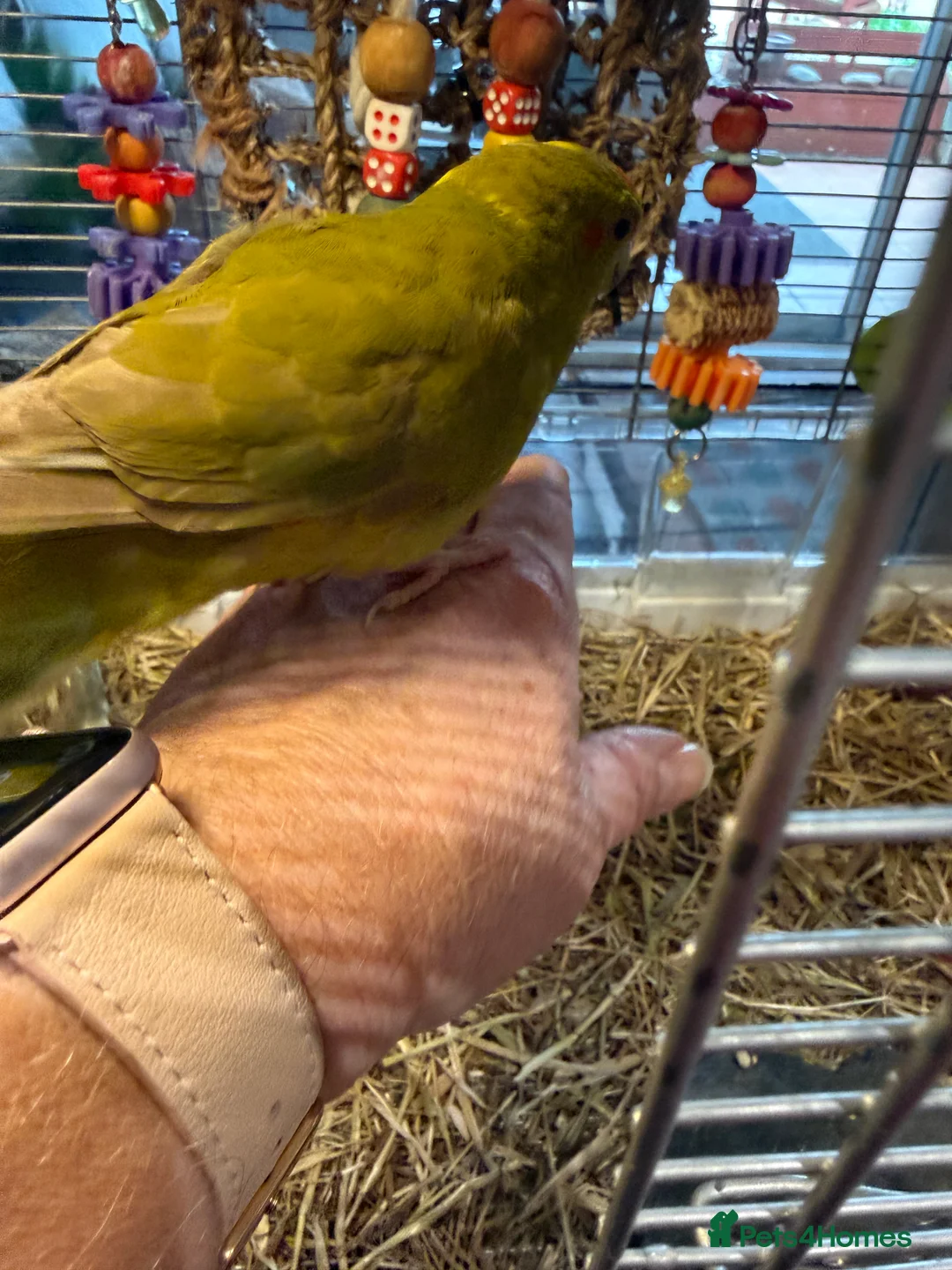 Parakeets birds for sale: 2 Beautiful tame young kakariki  - Advert 4