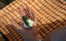 Rat rodents for sale: Fancy baby rats - Image 5