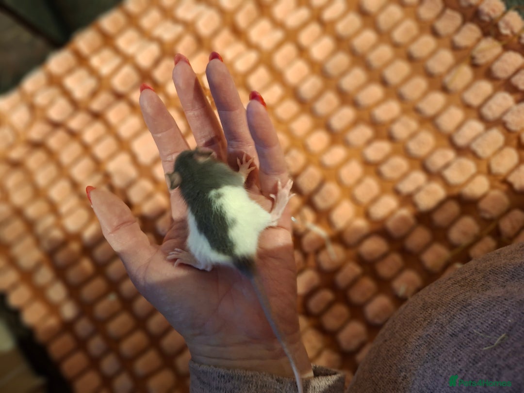 Rat rodents for sale: Fancy baby rats - Image 5