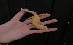 Leopard Gecko reptiles for sale: Baby Leopard Geckos in Downham Market - Image 11