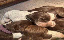 Cocker Spaniel dogs for sale: Cocker spaniel puppies - Image 12