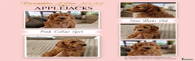 Goldendoodle Puppy 2