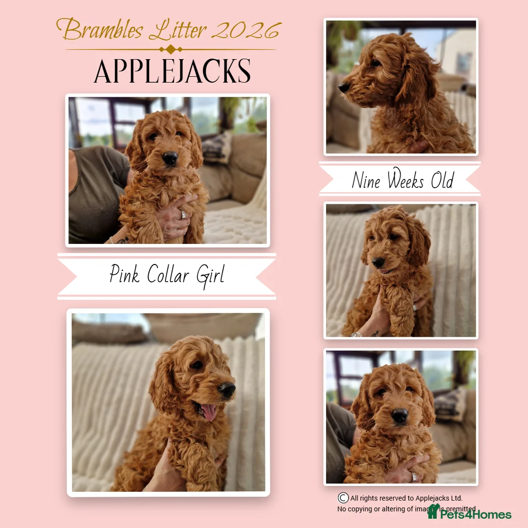 Goldendoodle dogs for sale: F1 Goldendoodle puppies ready now  - Advert 1