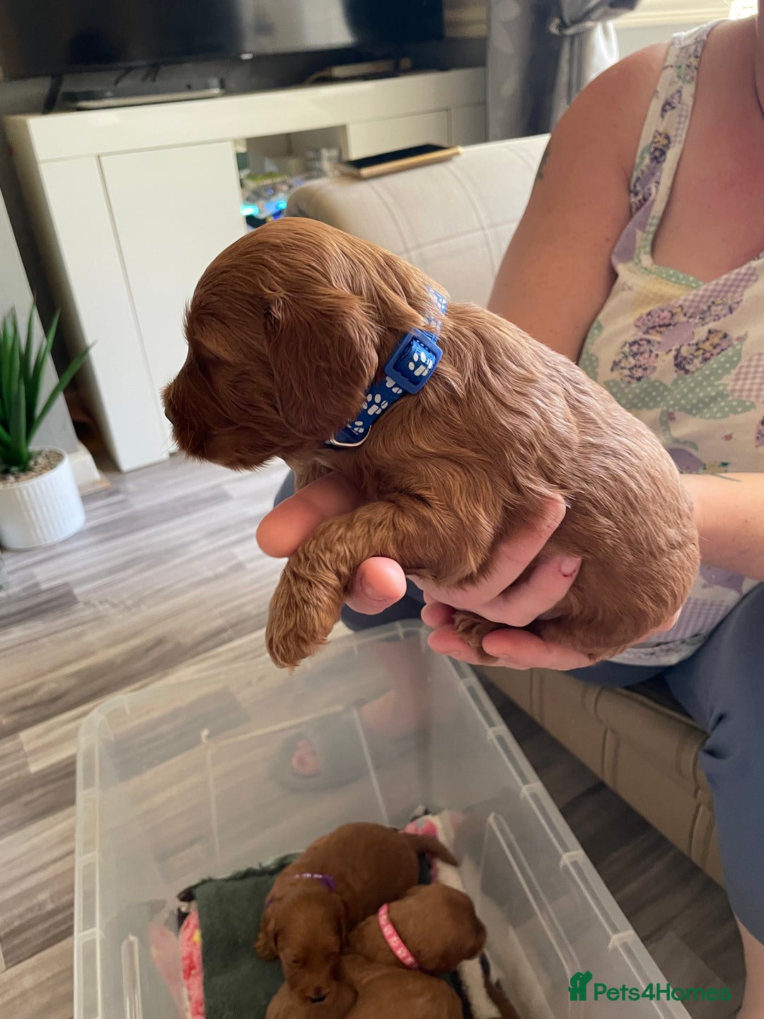 Cockapoo dogs for sale: * health tested through parentage*F1 Cockapoo - Image 9