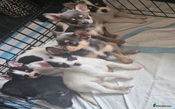 Mixed Breed dogs for sale: French poms *READY NOW 2 LEFT* - Image 10