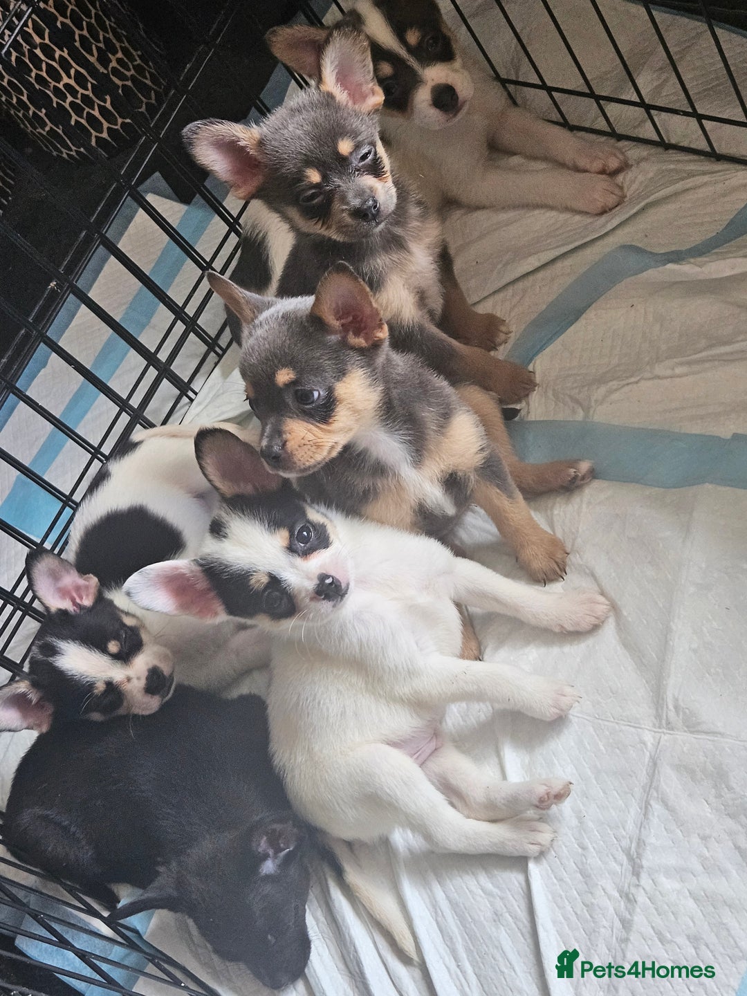Mixed Breed dogs for sale: French poms *READY NOW 2 LEFT* - Image 10