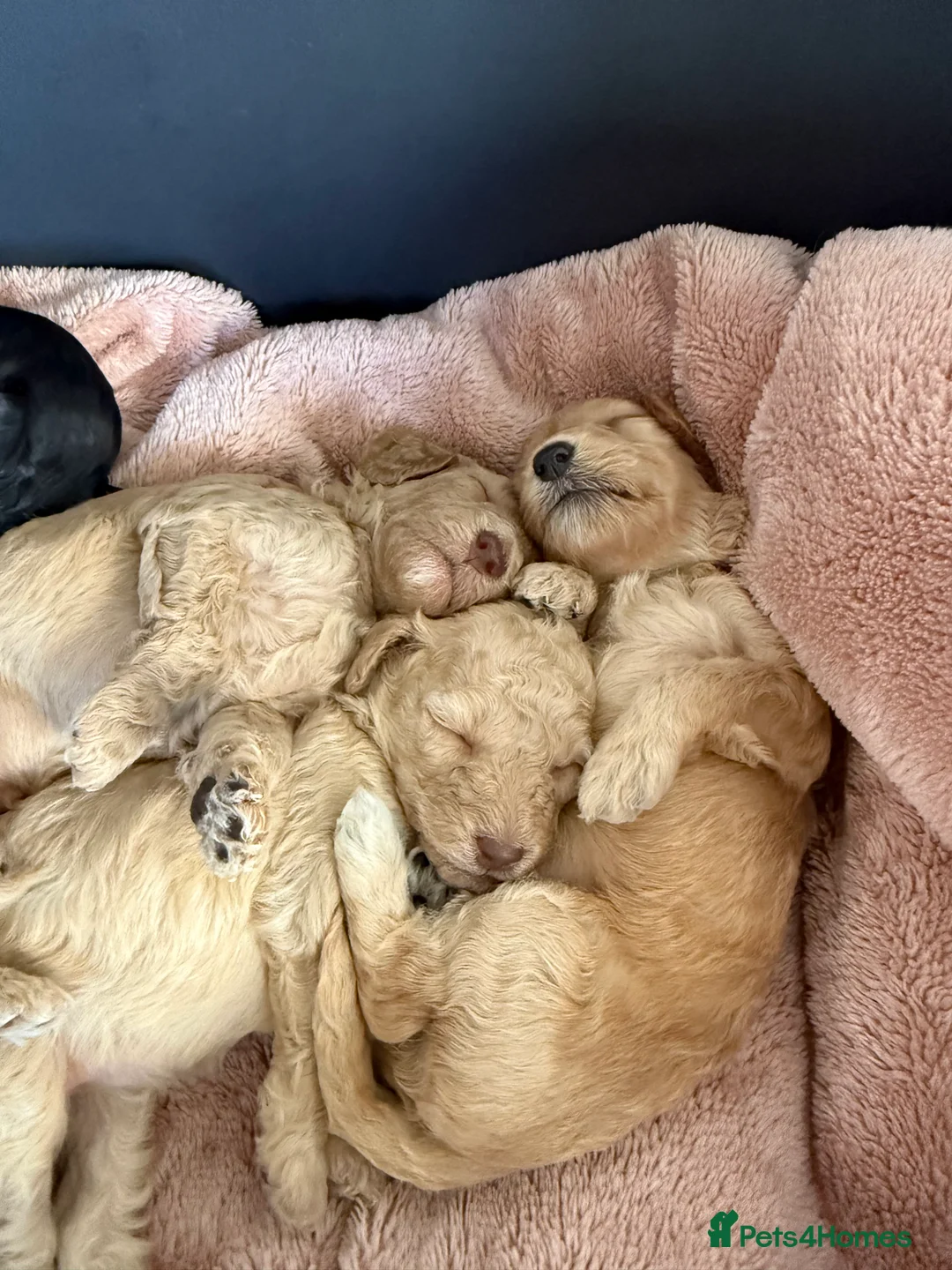Cockapoo dogs for sale: Beautiful F2B cockapoos - Advert 1