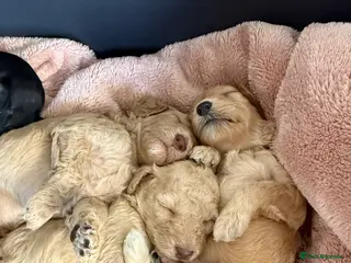 Cockapoo dogs Beautiful F2B cockapoos - Advert 7